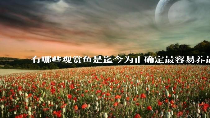 有哪些观赏鱼是迄今为止确定最容易养最不容易死的？