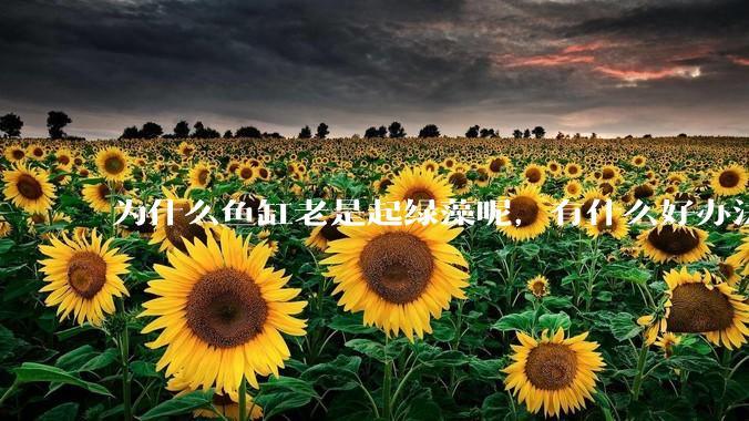 为什么鱼缸老是起绿藻呢，有什么好办法不用整天擦鱼缸？
